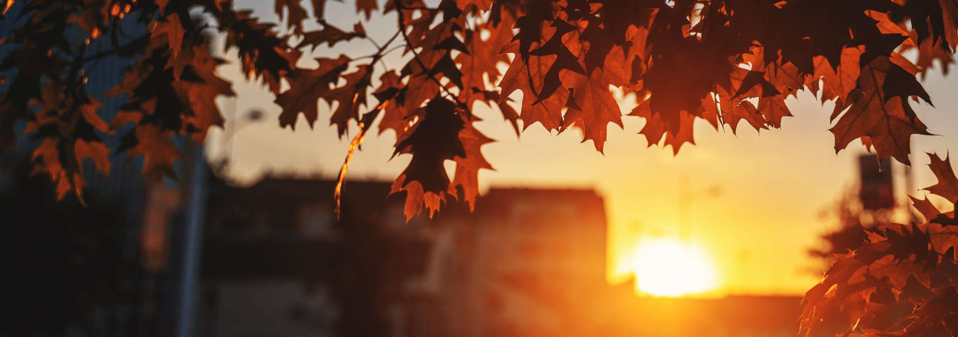 Autumn city landscape during sunset