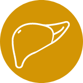 liver icon