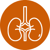 Kidney icon