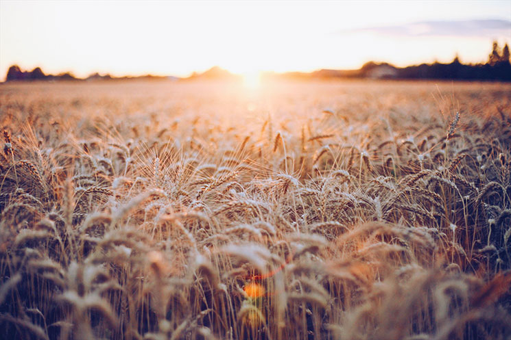 Landscape of fields during sunset with trees in far background