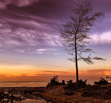 Trees at beach against sunset with cloudy sky